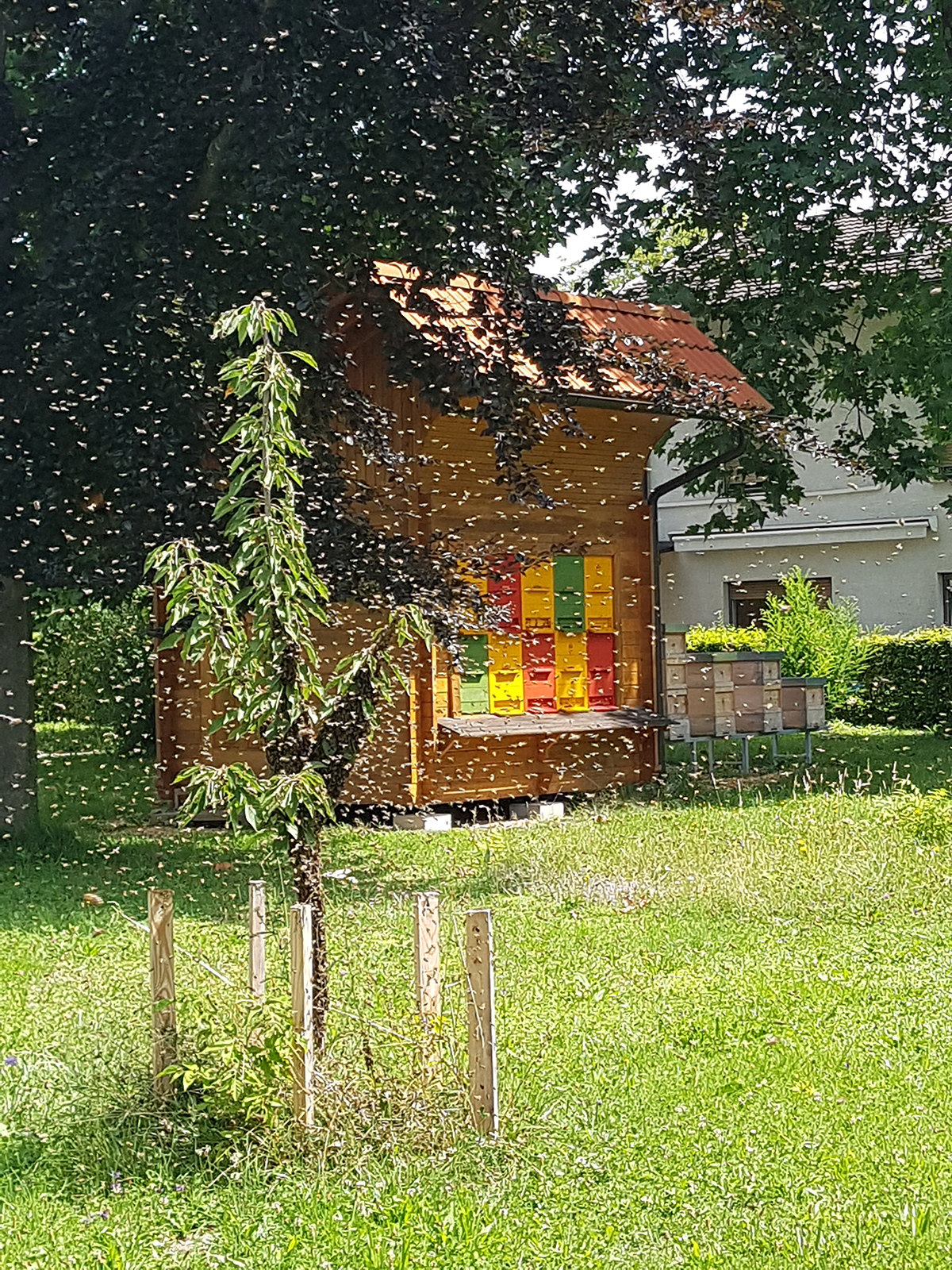 honeybee colonies, viruses