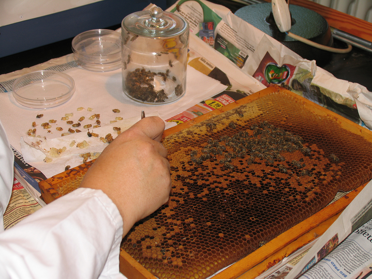 honeybee colonies, viruses