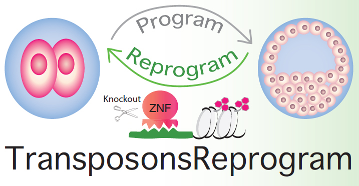 Genomics - Transposons Reprogram