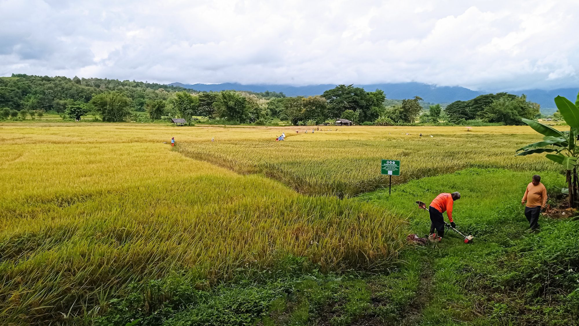 food security in thailand, glutinous rice varieties