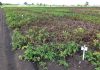 crop production systems in europe, sustainable plant