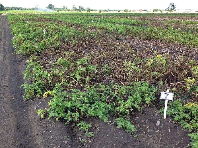 crop production systems in europe, sustainable plant