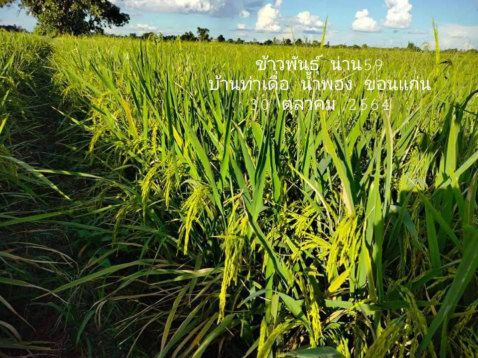 glutinous rice varieties, food security thailand