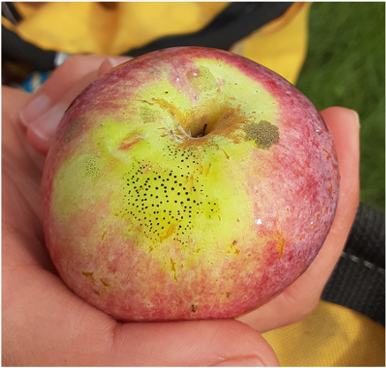 sustainable apple production, pesticide