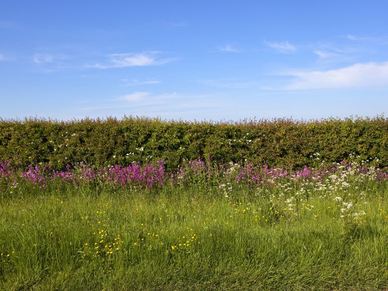 Restoring biodiversity: Ecological value of hedgerows