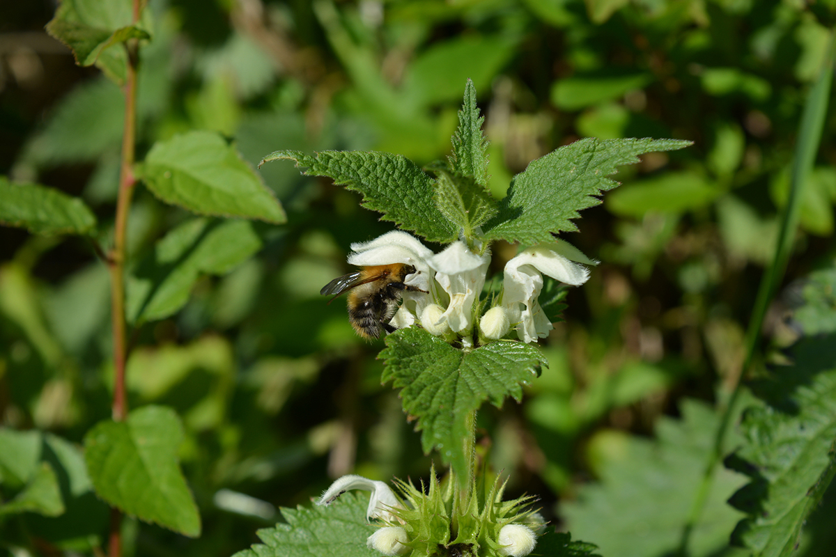 crop pollination