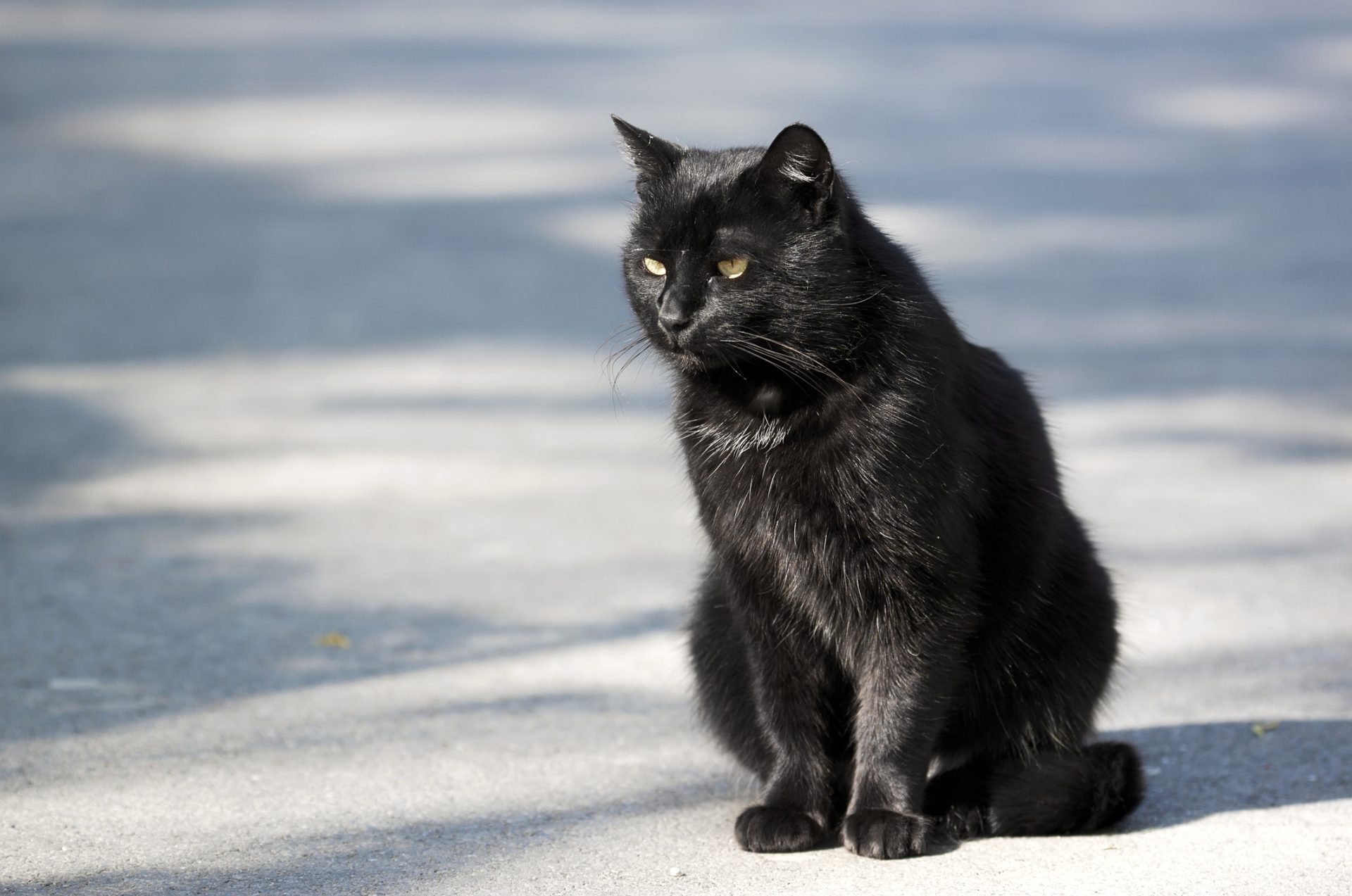 Therapeutic feline and canine cancer vaccine