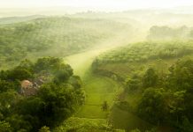 tropical peatland restoration , palm oil