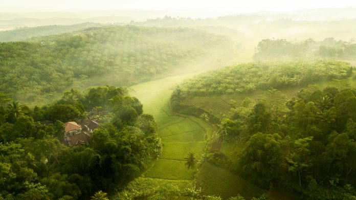 tropical peatland restoration , palm oil