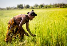 croplands relocation, carbon emissions