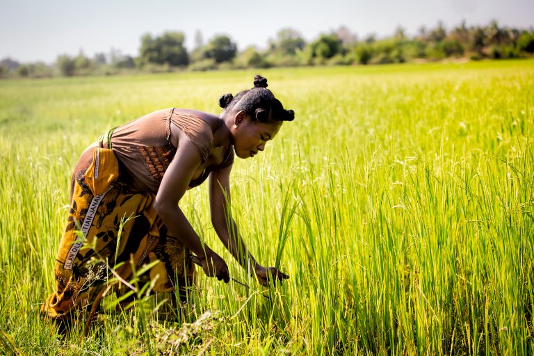 croplands relocation, carbon emissions