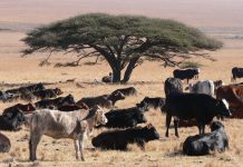 cattle production, heat stress