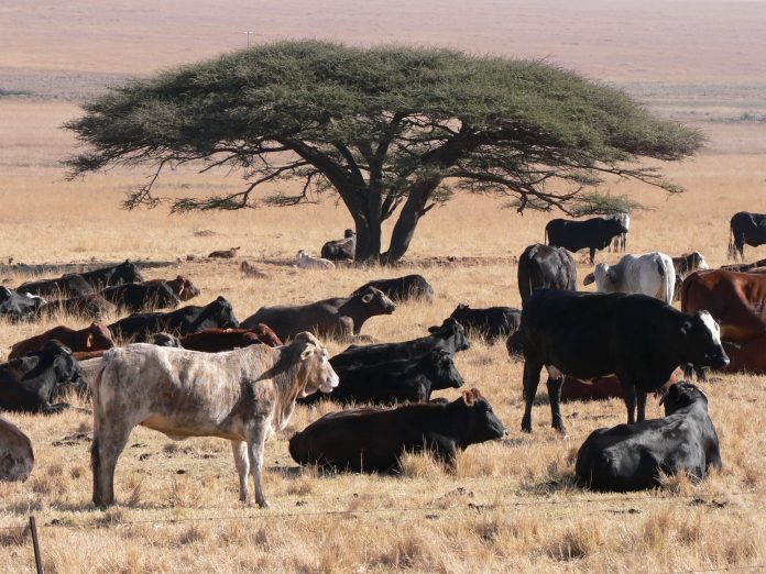 cattle production, heat stress