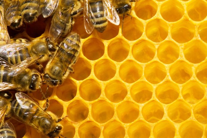 honeybee colonies
