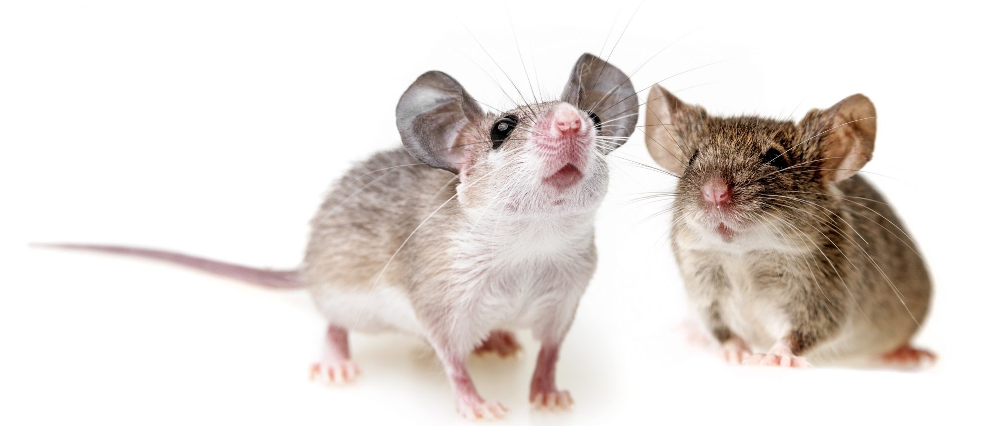 Can mice be an effective model animal for Covid-19?