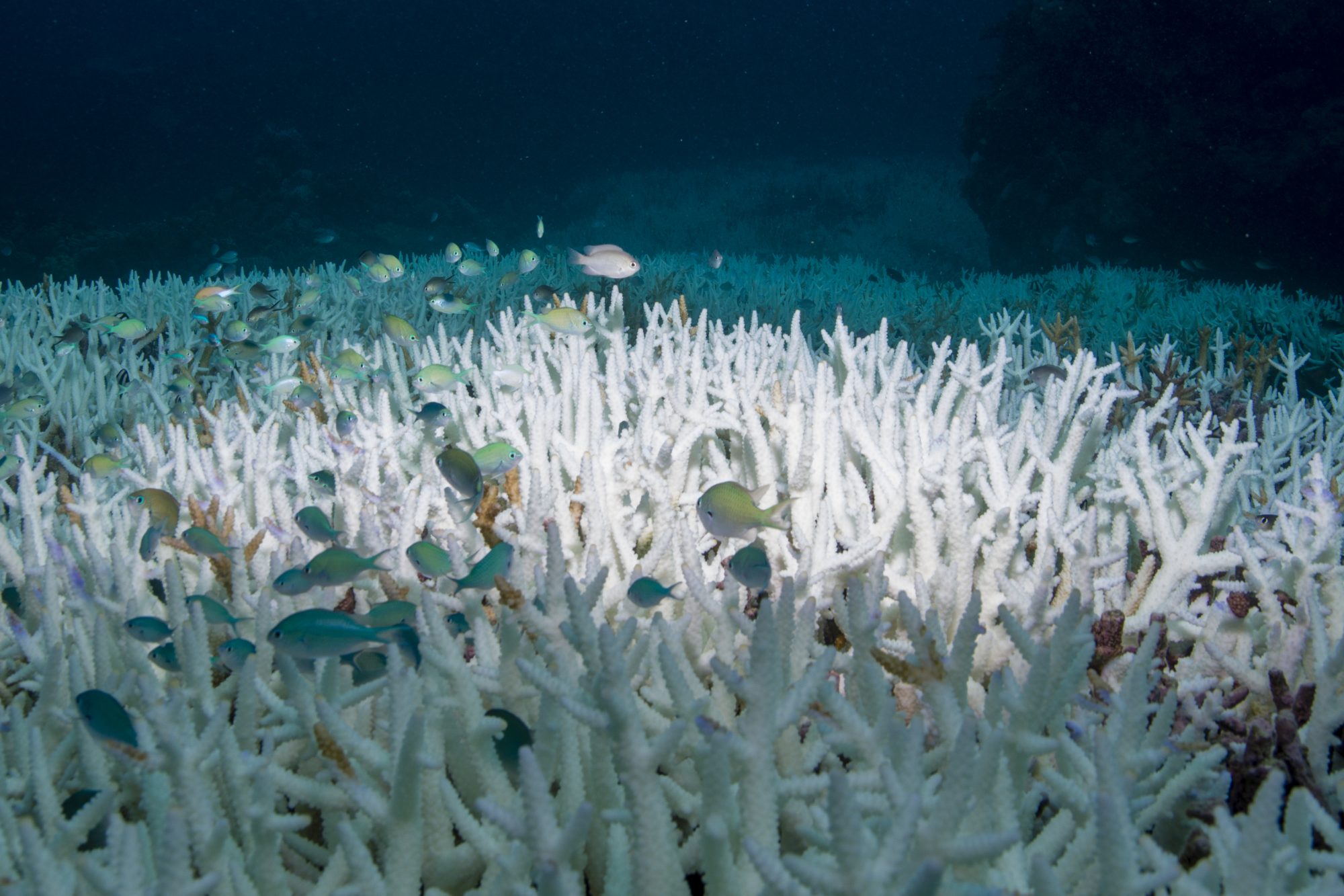 Hawaiian coral, climate change