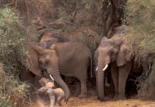 mali elephant, humans and nature