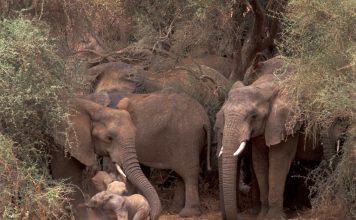 mali elephant, humans and nature