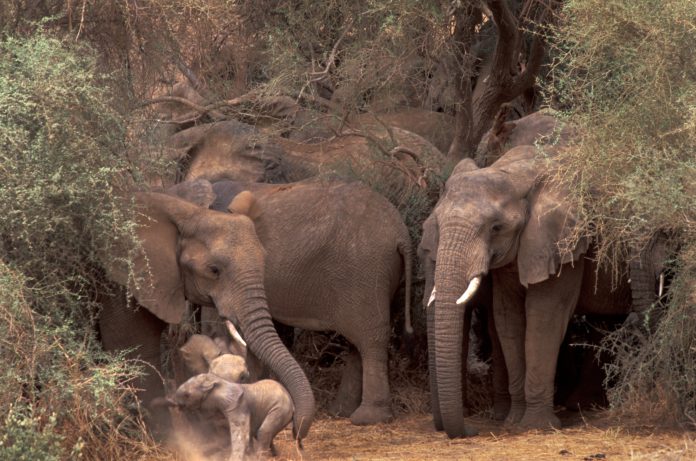 mali elephant, humans and nature