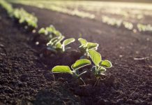 Soybean field in spring with young seedlings in soil, at sunset