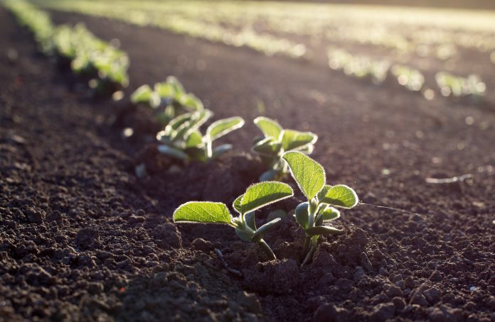 Soybean field in spring with young seedlings in soil, at sunset