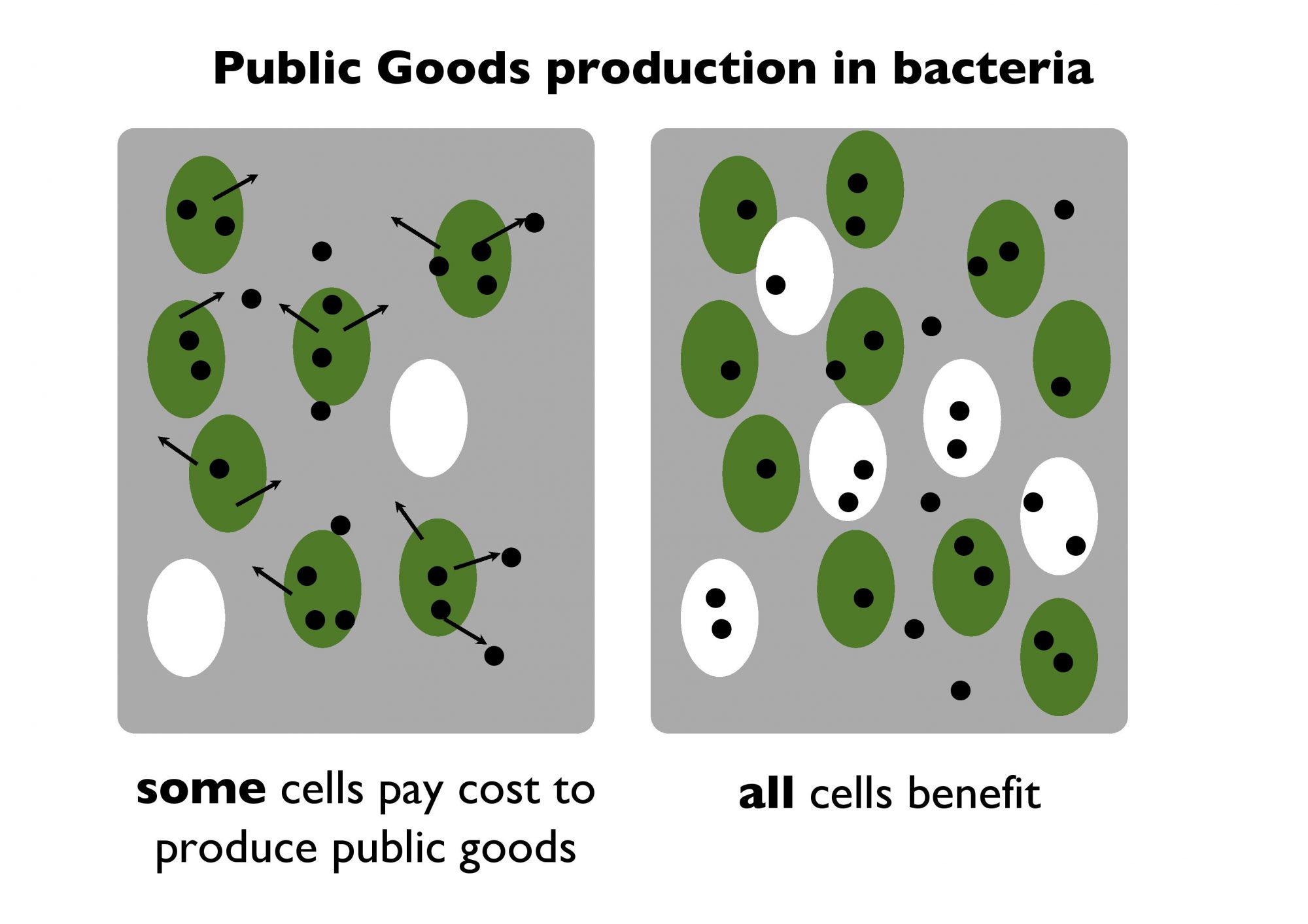 bacterial cells, evolutionary biology