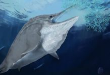 New ichthyosaur