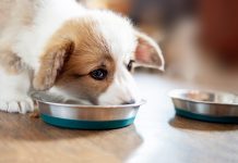 vegan diets, dog health