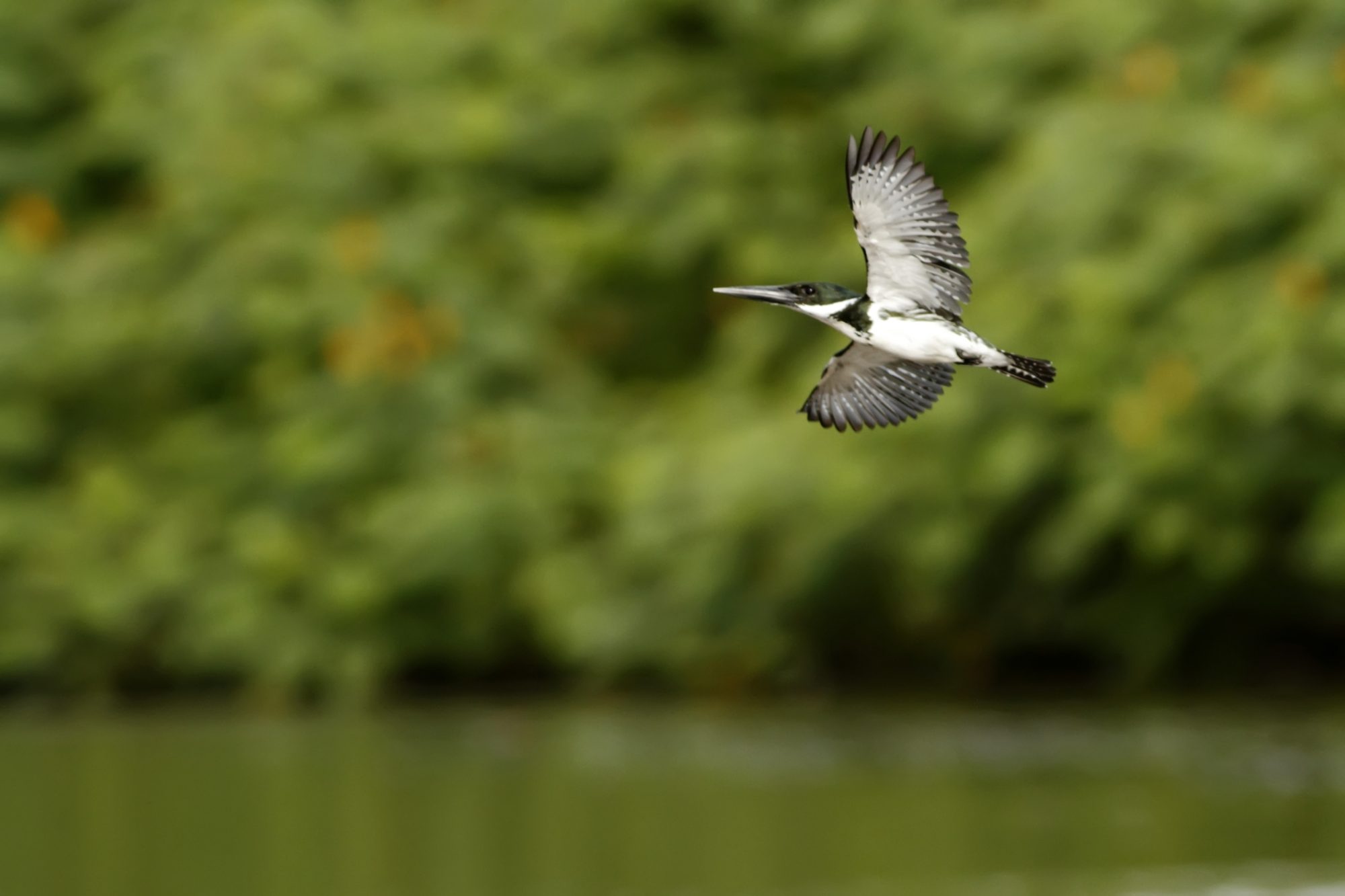 river systems, amazon, bird species