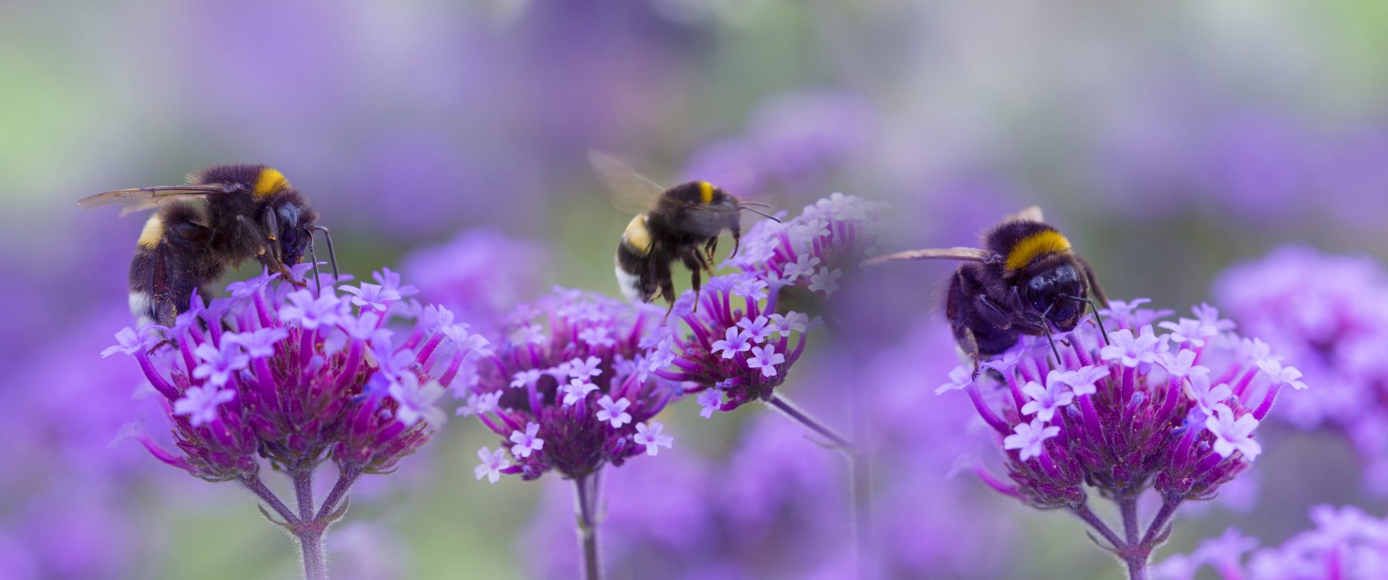 Climate Change Is Ratcheting Up the Pressure on Bees