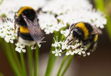large bees, climate change
