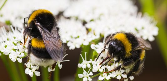 large bees, climate change