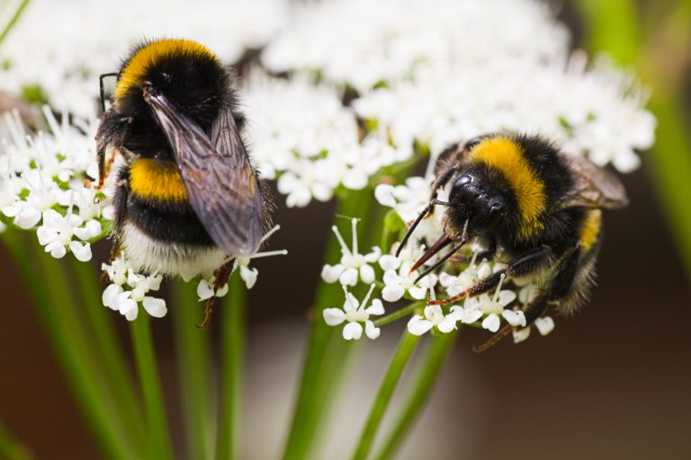 large bees, climate change