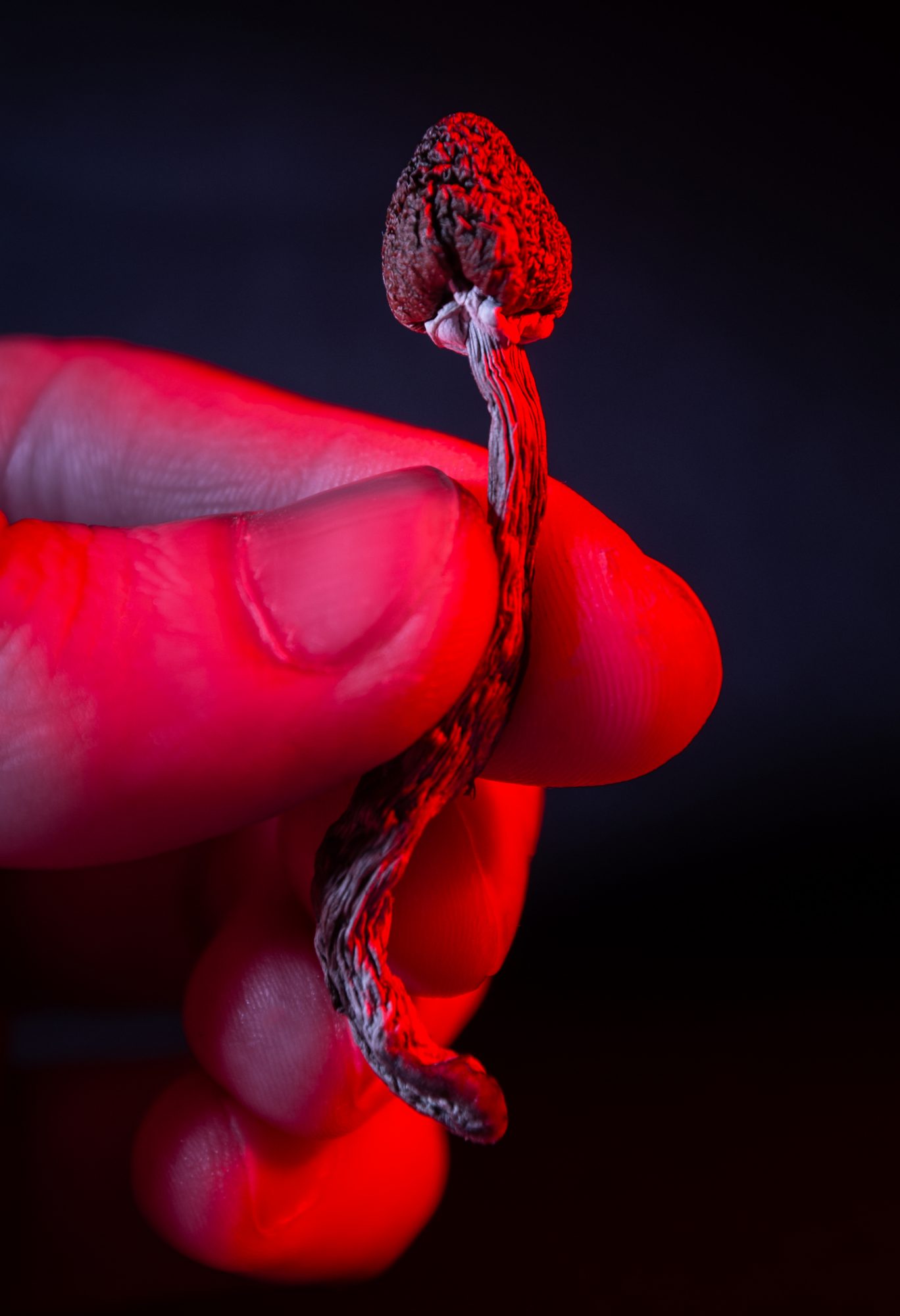psilocybin microdosing, depression