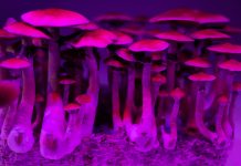 psilocybin microdosing, depression