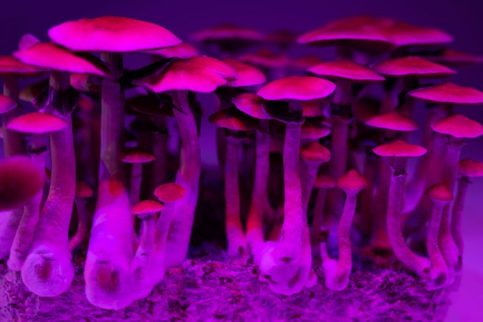 psilocybin microdosing, depression