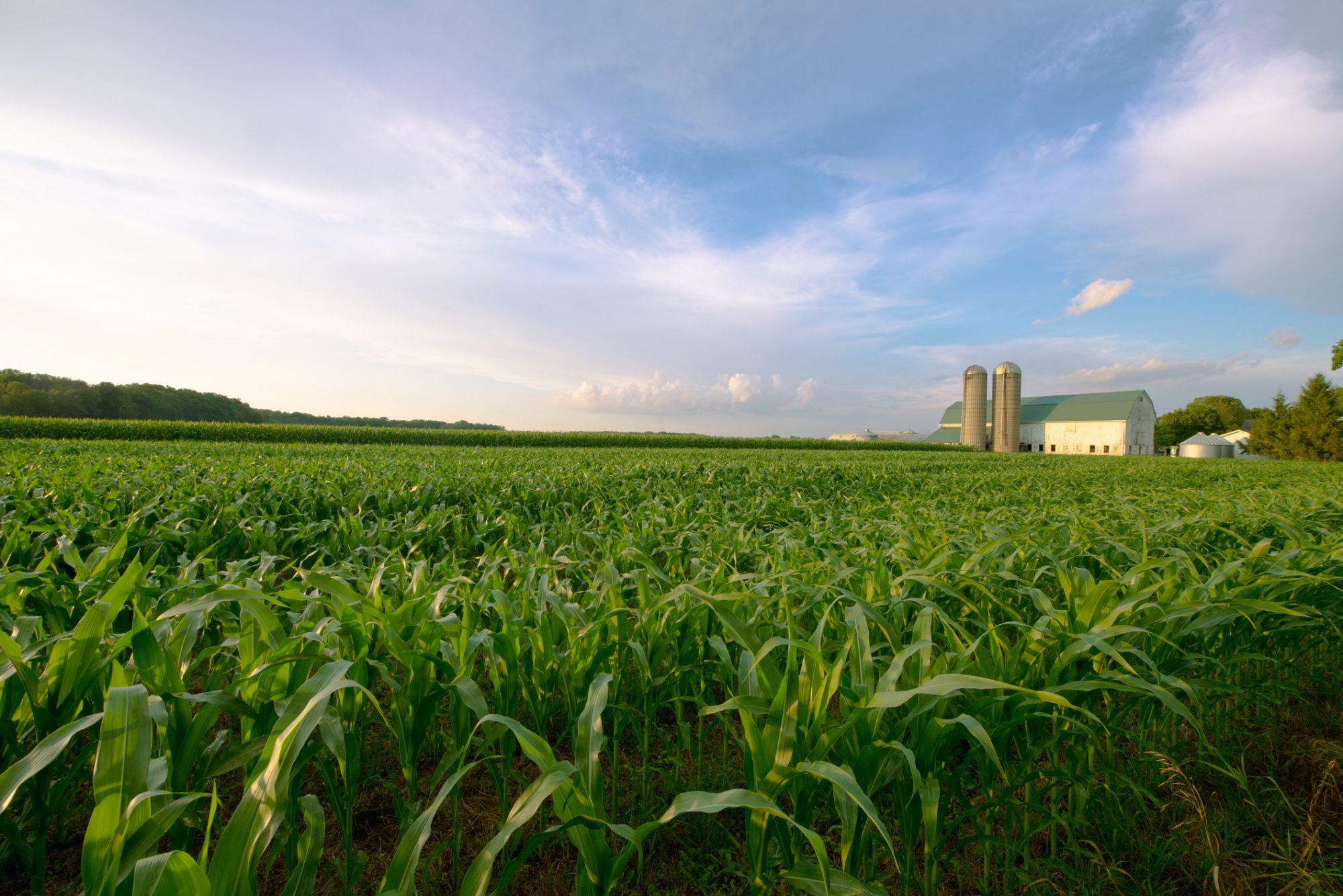 organic waste, biogas