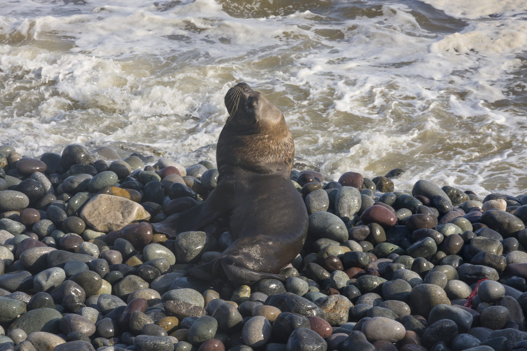 marine heatwave forecast, ocean temperatures