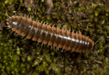 twisted claw millipede, ecosystem