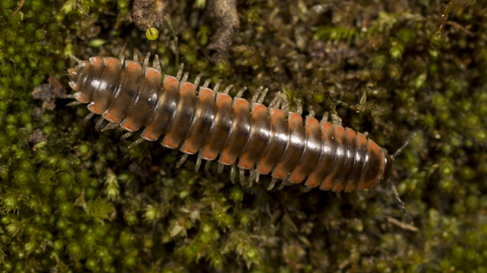 twisted claw millipede, ecosystem