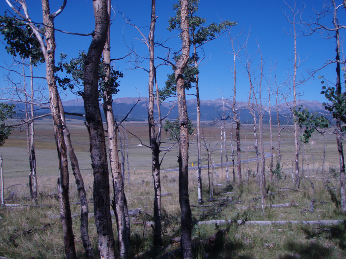 Tree death, carbon, climate change