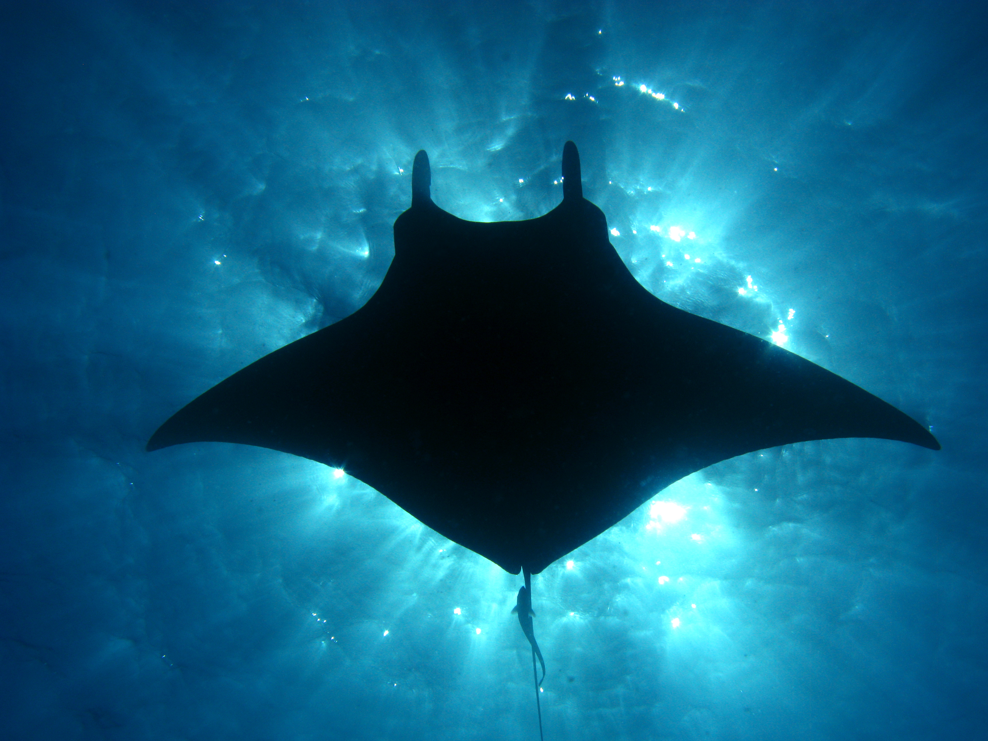 manta ray habitats, tourism