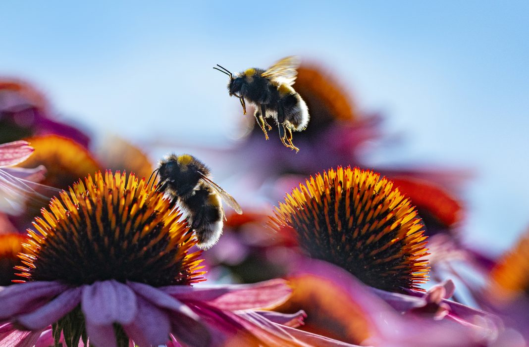 habitats, Bumblebee species conservation