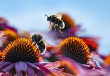 habitats, Bumblebee species conservation