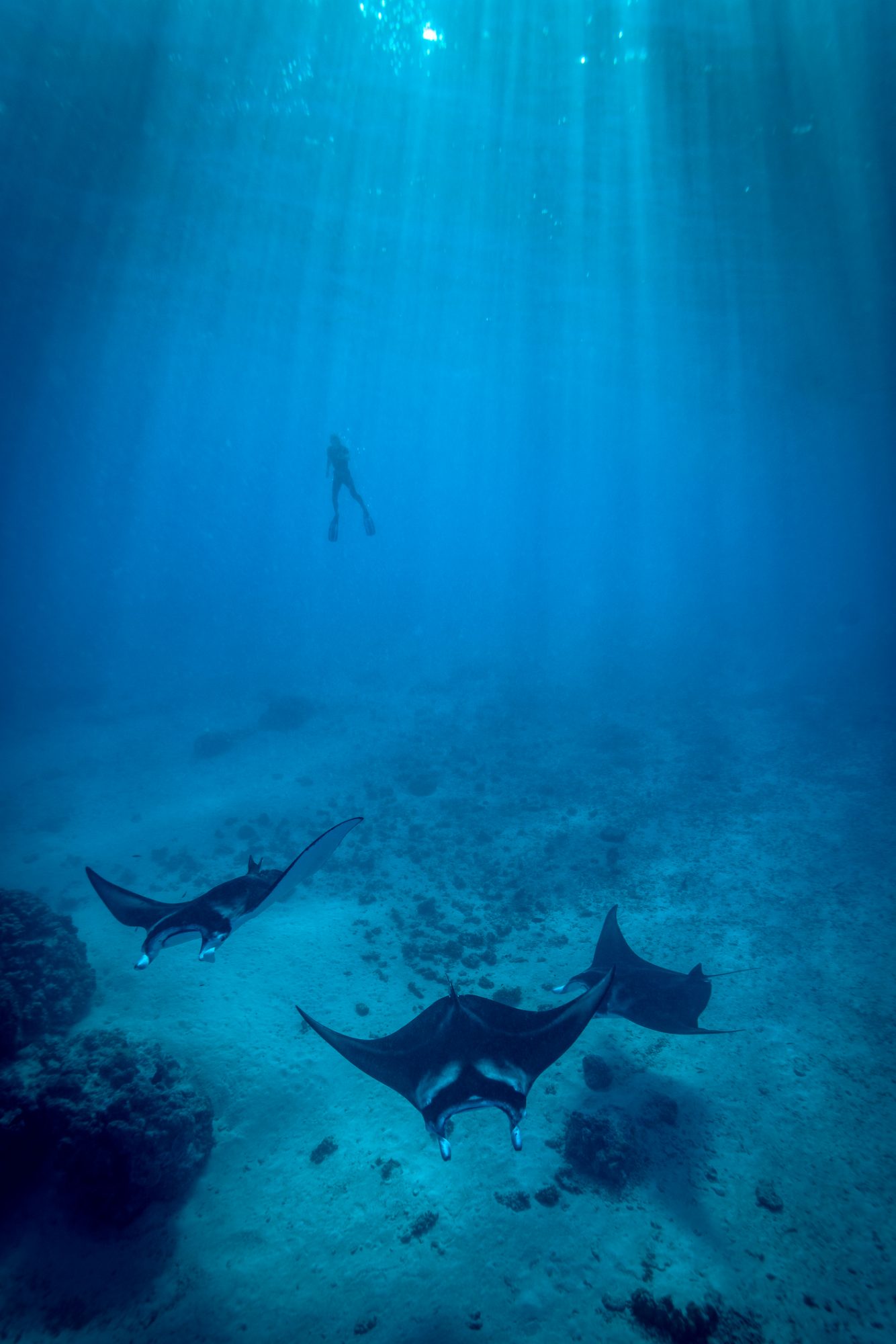 manta ray habitats, tourism