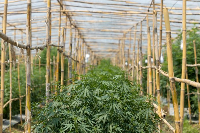 cannabis plants, Thailand