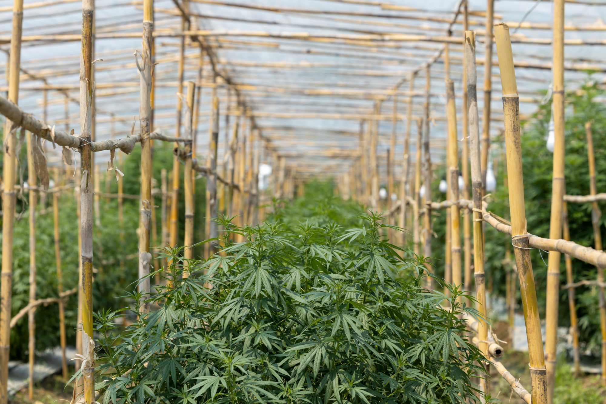 Thailand gives out one million free cannabis plants to promote legalisation