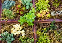 bee bus stops, living roofs