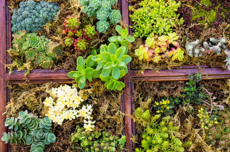 bee bus stops, living roofs