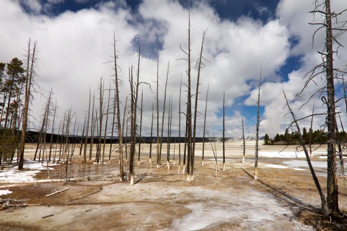 Tree death, carbon, climate change